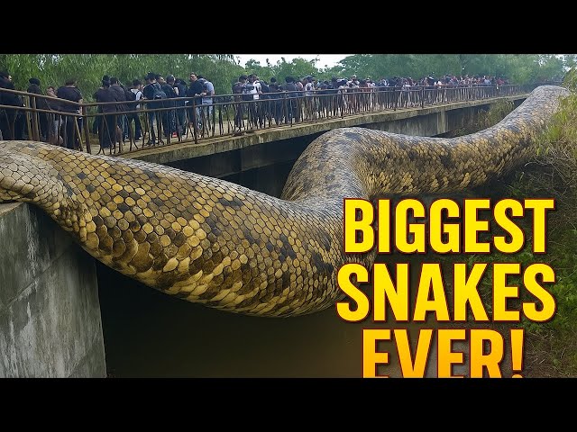 10 Biggest Snakes Ever Discovered