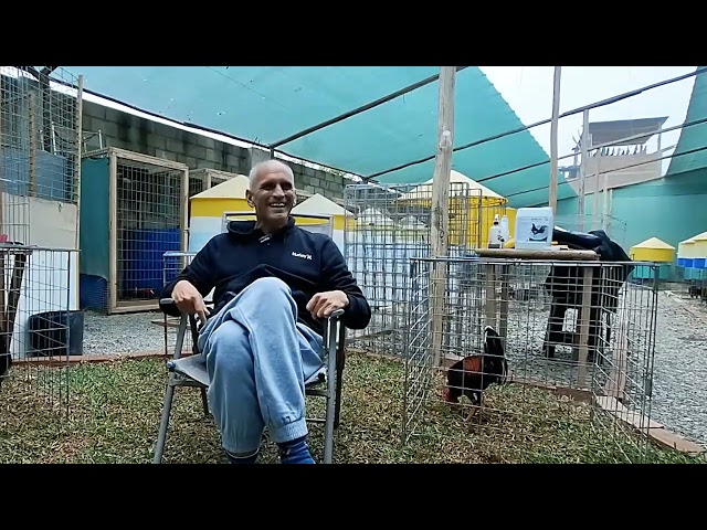 Conversatorio de Gallos