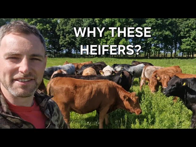 What Makes A Great Cow? Heifer Selection, Bonsma breeding principles, Stabiliser Bull Selection 