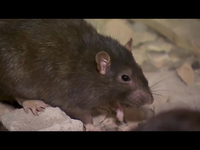 'Mutant rats' resistant to poison found in NYC and US cities
