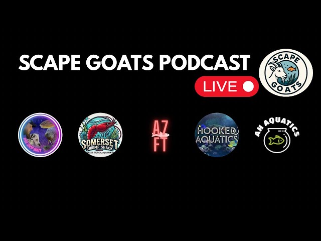 SCAPE GOATS PODCAST - Live Fishkeeping Chat