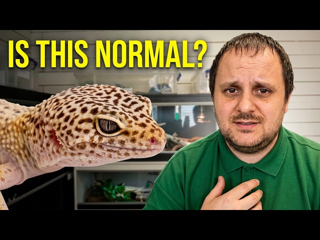 7 Things Every New Reptile Owner Worries About (That Are Completely Normal)