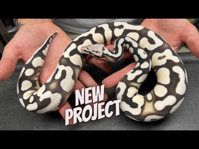 New Snakes that will CHANGE my Collection Forever