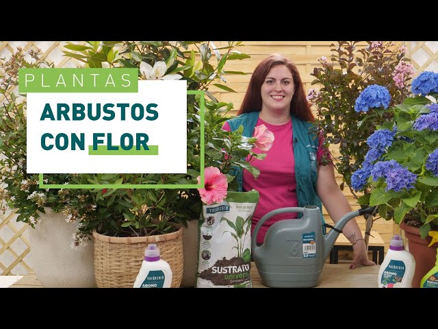Flowering shrubs for the garden: discover the 6 must-haves! 🌸