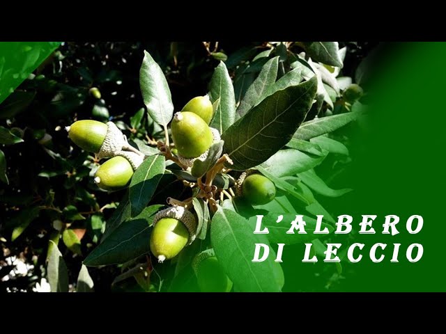 Holm Oak and Alchermes - Herbs of the Delta