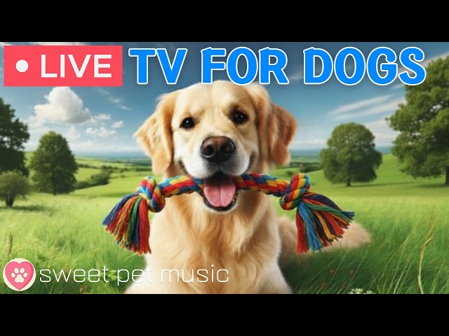 🔴24 Hours of Dog TV🎵🐶Calming Music for Dog Sleep🐾🩷Soothing Music for Dog Anxiety and Stress Relief