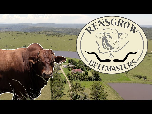 Beefmaster Cattle From Rensgrow Beefmasters