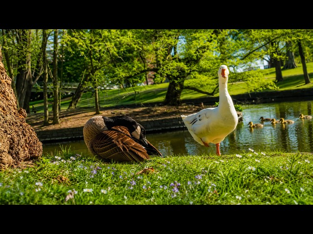 🔴 24/7 Cozy Park Ambience🌿Birds, Water & Sunshine for Stress Relief