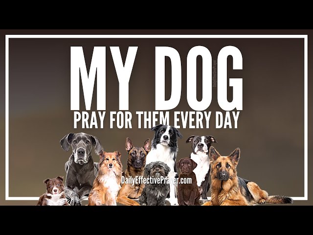 Prayer For My Dog | Prayer For Dogs Healing, Well Being (Cancer, Sickness, Etc)