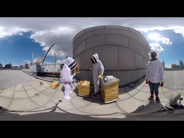 Beekeeping Above the Skyline | Rooftop Hives of New York City 🐝