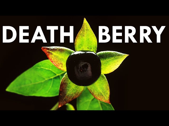 The Secret Poison of Kings and Witches: Deadly Nightshade
