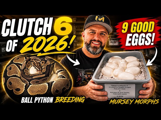 9 GOOD EGGS! 🥚🔥 Pulling Clutch #6 of 2026 | Ball Python Breeding