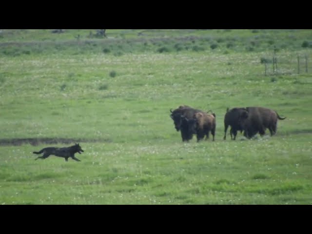 Wolf Chases Baby Pronghorn in Yellowstone National Park