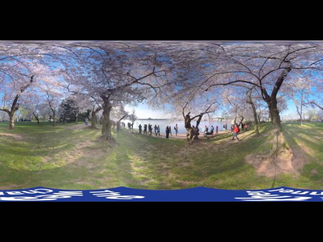 A 360 Look at the Cherry Blossoms in Washington D.C.