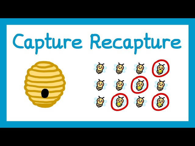 Capture Recapture - GCSE Higher Maths