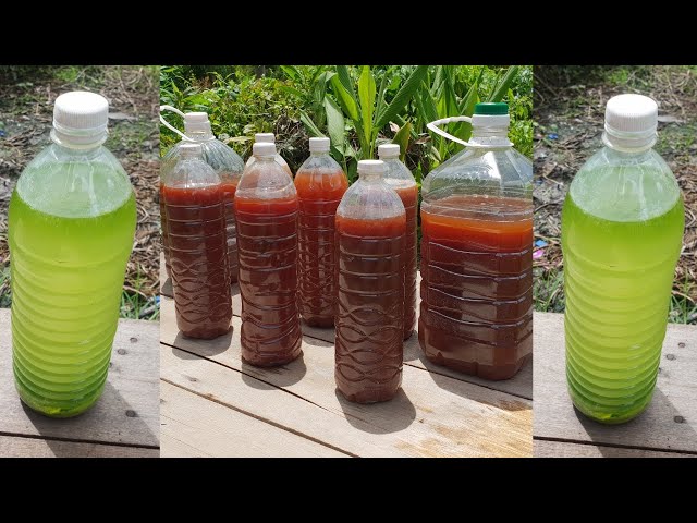 How to make PSB (Photosynthesis Bacteria) for plants / Making PSB with PSB starter