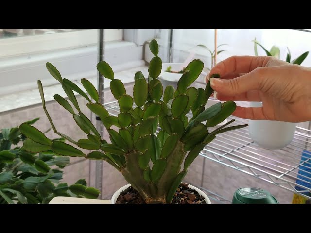 Easter Cactus Care: April 2023 + Thanksgiving Cactus Tips