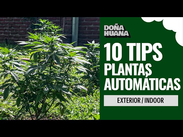 AUTOMÁTICAS - INDOOR Y EXTERIOR