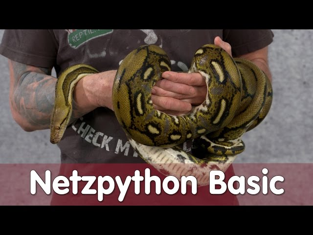 Reptil TV - Episode 99 - Reticulated Python Basics