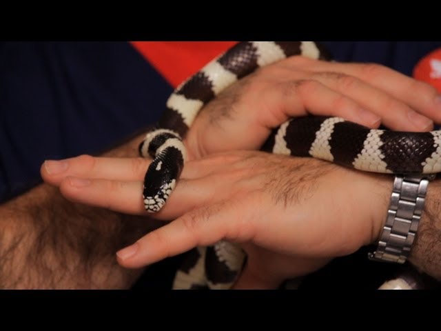 Best Pet Snake for Beginners | Pet Snakes