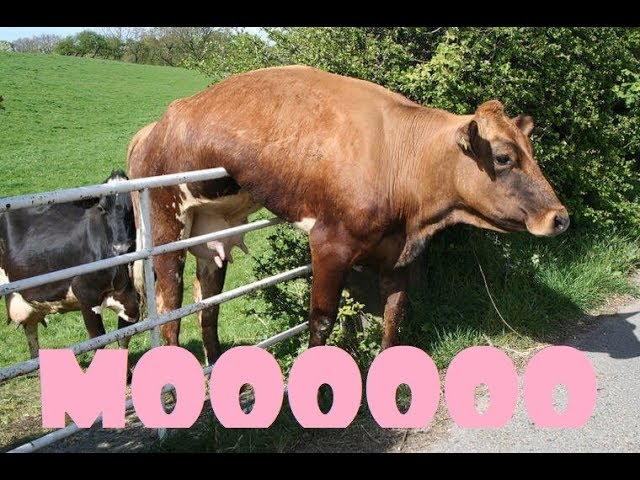 Cows Being Funny Compilation COWS ARE AWESOME