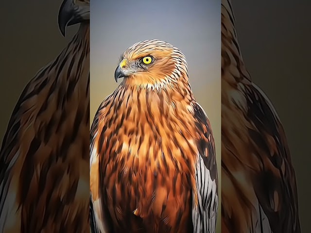 Me and Eagle 🦅💯🦅🦅 #cs #computerlanguage #ytshorts #ai #edit #browsefeatures #coding #python