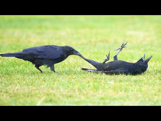 Incredible CROWS Being Absolutely Hilarious! 🐦 ⬛🤣 Funniest Animals Caught on Camera