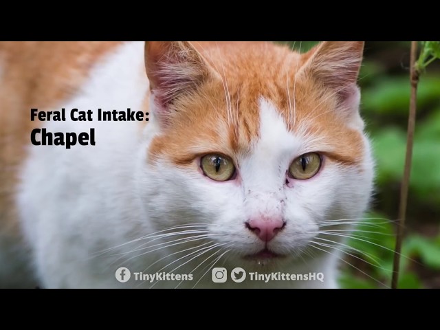 Ferocious Feral Cat Intake: Chapel - Short Version - TinyKittens.com
