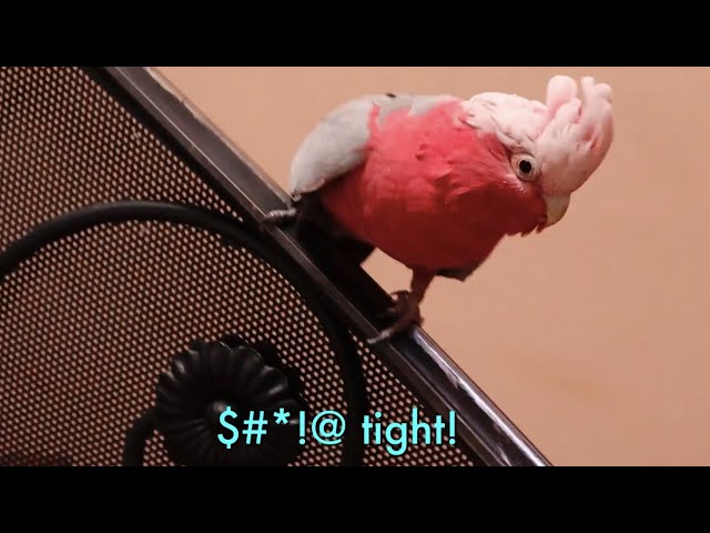 MY PARROTS FUNNIEST MOMENTS COMPILATION! (VINNY SUBTITLES) VOL #1