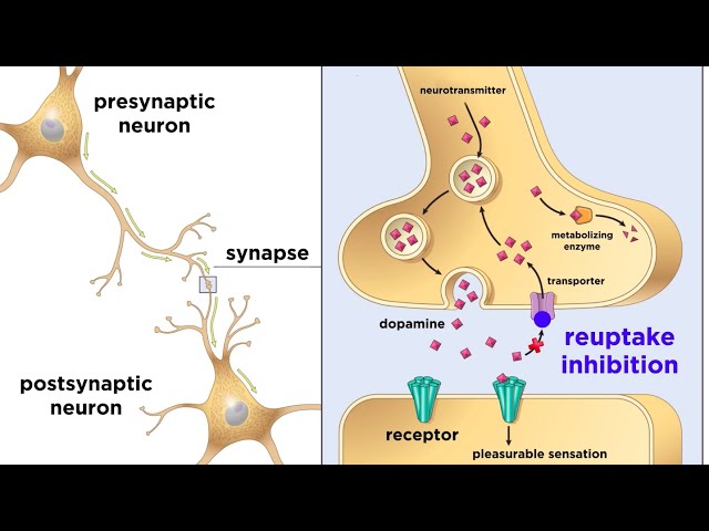 Drug Addiction and the Brain
