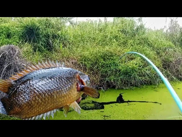 Rawa lumut hijau jadi sarang ikan betok purba❗#mancingliar 