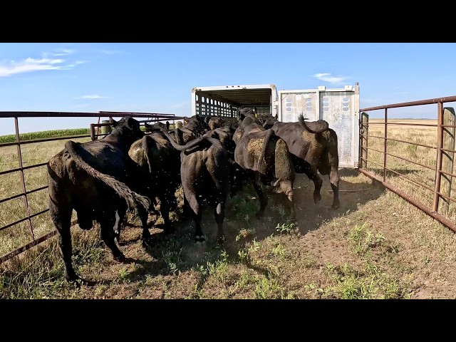 We Had To PULL These BULLS!