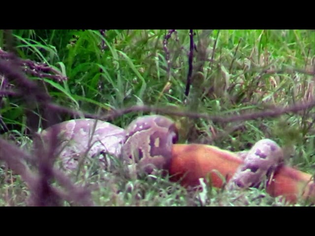 Massive Python Swallows an Impala – A Once in 25 Years Sighting! 🐍