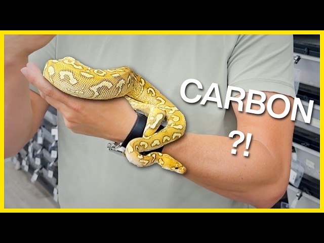 Carbon Ball Python Combo in Thailand SHOCKED Us!
