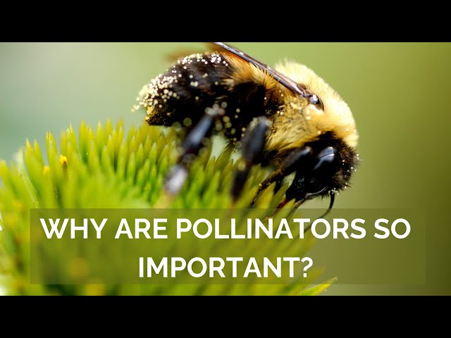 The Critical Importance of Pollinators