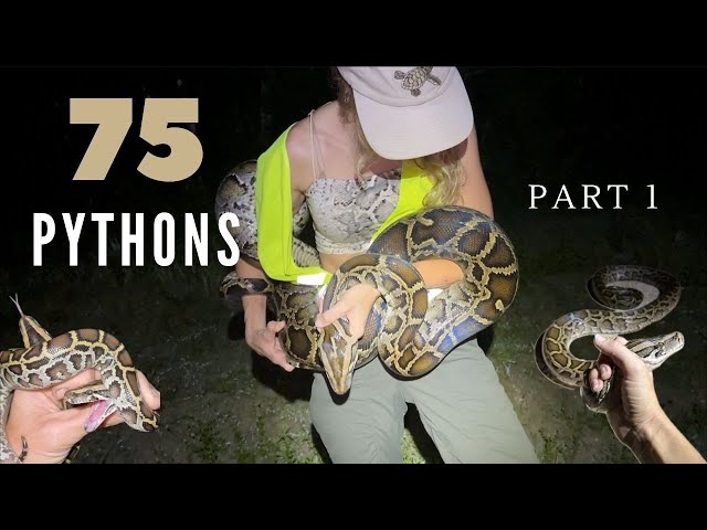 Hunting Pythons for 40 nights in a row (part 1)