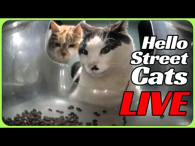 9 Hello Street Cat Feeders LIVE 24/7 😸💞 Happy Canteen, Auspicious Restaurant, Lucky 7-11 + More