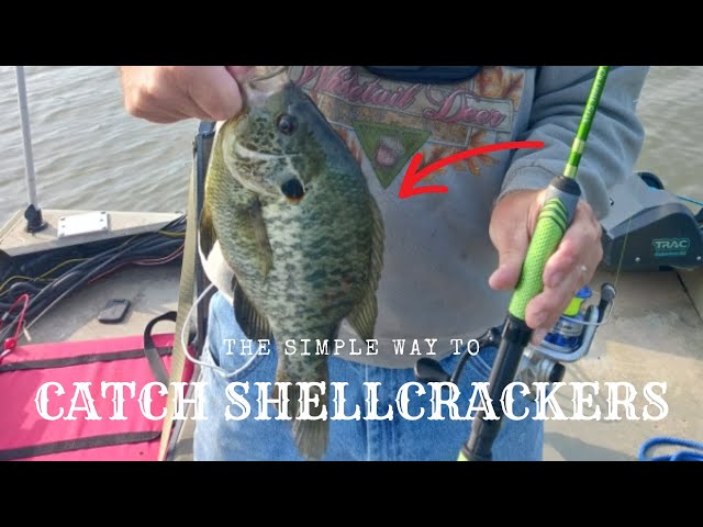 EASY Way To Catch Shellcracker All Summer Long! #fishing  #fishingvideo