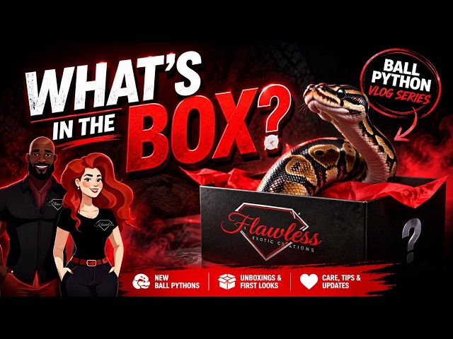 What’s Hiding Inside?! Enchi Freeway Desert Ghost Clutch REVEAL! 🐍🥚