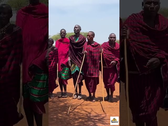 Why your Maasai guide sees animals minutes before you do