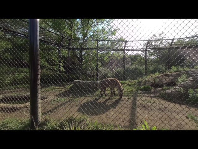 【千葉動物公園】【VR180】はいえなさん