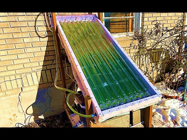 Cody's Algae Panel