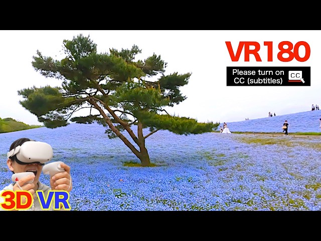 [VR180] 5.3 million nemophila / Hitachi Seaside Park