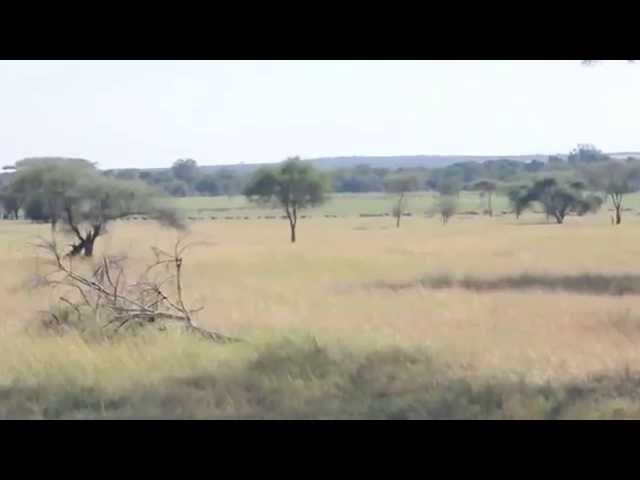 A long line of animals