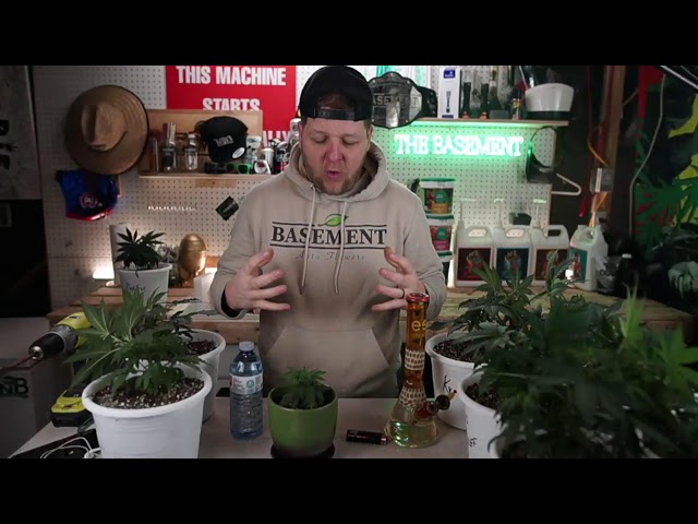 LIVE LST TRAINING