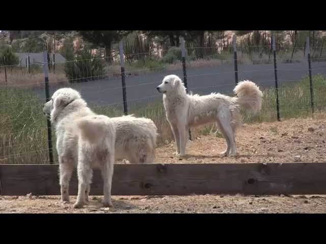 Perros maremmanos cuidan cabras cerca de Terrebonne
