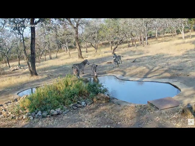 Make way for the baby! Zebra family with foal stop in. Majete Thawale Lodge. 08-11-2026