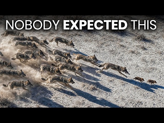 Scientists Finally Found What’s Hunting Feral Hogs in Texas — And It Shouldn’t Be Possible