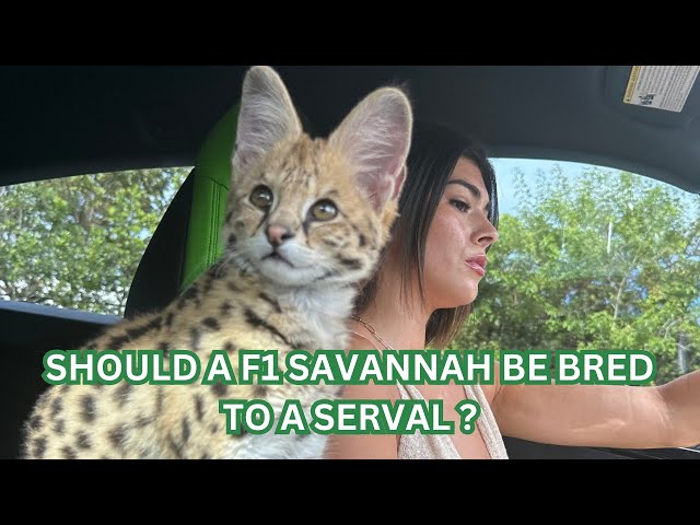 What is a F1 Savannah  HP? | Are they house pets?