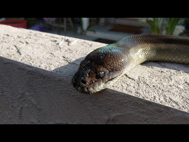 Apodora papuana (Papuan/Irian Python) Basking